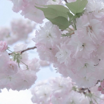 Furry绘画构图灵感Furry群